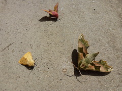 Deilephila porcellus