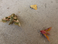 Deilephila porcellus