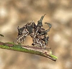 Synchlora