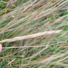 Ammophila breviligulata