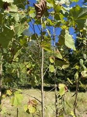 Platanus occidentalis