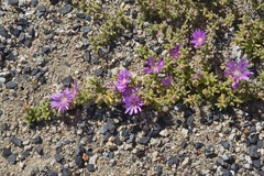 Aizoaceae