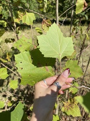 Platanus occidentalis