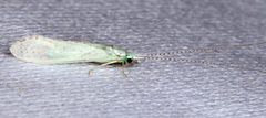 Nectopsyche albida