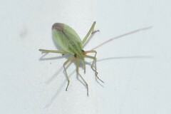 Trigonotylus caelestialium