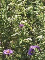 Symphyotrichum oblongifolium