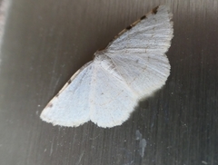 Stegania trimaculata