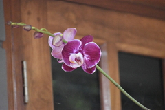Phalaenopsis