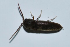 Elateroidea