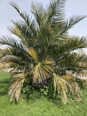 Jubaea chilensis