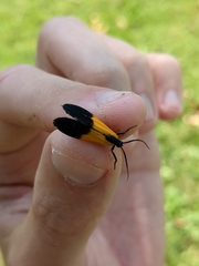 Lycomorpha pholus