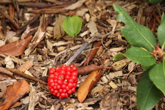 Arisaema triphyllum