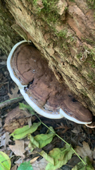Ganoderma applanatum