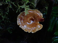 Cerioporus leptocephalus