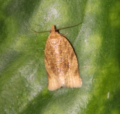 Clepsis