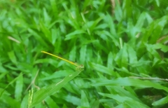 Ceriagrion coromandelianum