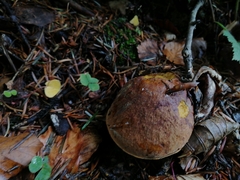 Neoboletus