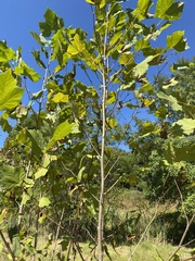 Platanus occidentalis