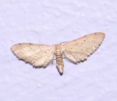 Euacidalia