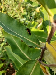 Oncopeltus fasciatus