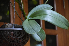 Phalaenopsis