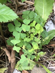 Oxalis grandis