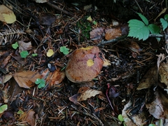 Neoboletus
