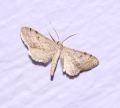 Euacidalia