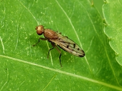 Opomyza florum