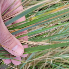 Ammophila breviligulata