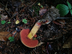 Neoboletus
