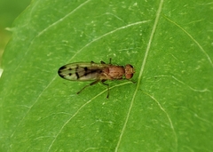 Opomyza florum