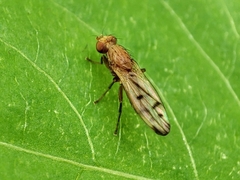 Opomyza florum