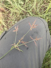 Cyperus rotundus