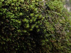 Racomitrium