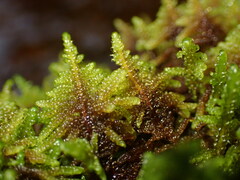 Hypnum dieckii