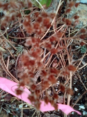 Sedum lanceolatum