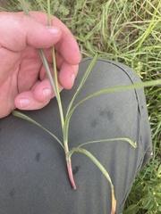 Cyperus rotundus