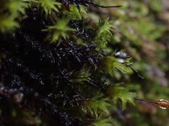 Racomitrium
