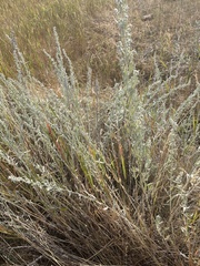 Artemisia cana