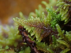 Hypnum dieckii