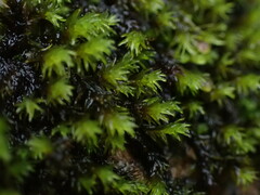 Racomitrium
