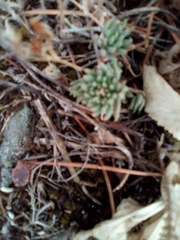 Sedum lanceolatum