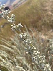 Artemisia cana