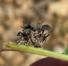 Synchlora
