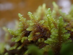 Hypnum dieckii