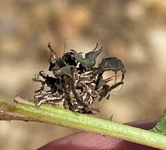 Synchlora