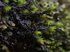 Racomitrium