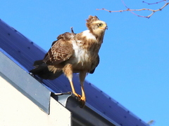 Polyboroides typus