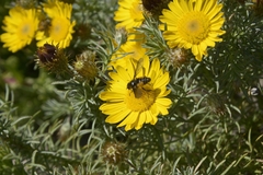 Asteraceae